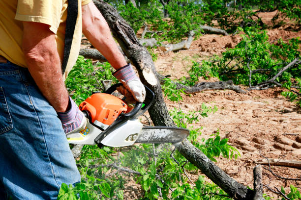 Professional Tree Service in Laurium, MI